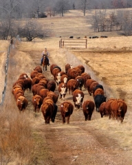 Cattle Drive